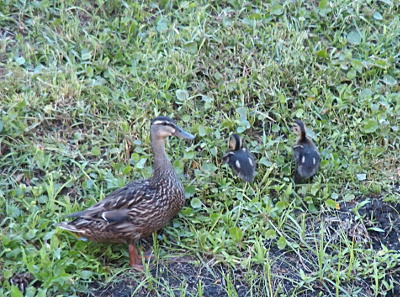 [Momma stands in the grass with two ducklings feeding in the vegetation in front of her.]